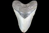 Bargain, Megalodon Tooth - North Carolina #83996-1